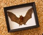 Painted Vesper Bat - framed Taxidermie volledige montage -