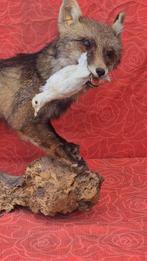 Rode vos met zijn prooi. Taxidermie wandmontage - Vulpes, Nieuw