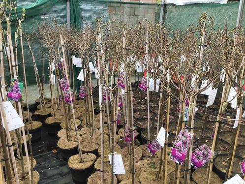 Sierstammen - Diverse Kleuren - Syringen (x8), Tuin en Terras, Planten | Bomen
