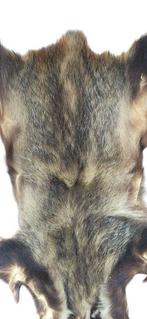 Das Balg - Meles meles - 84 cm - 50 cm - 2 cm - 1