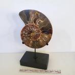 Fantastische gesneden en gepolijste ammoniet op een met de, Verzamelen