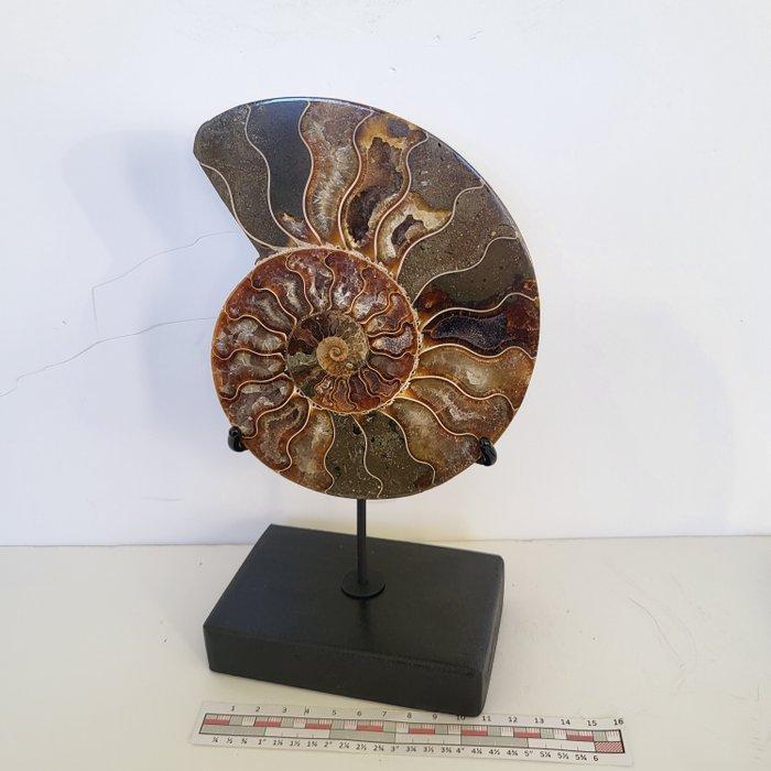 Fantastische gesneden en gepolijste ammoniet op een met de, Verzamelen, Mineralen en Fossielen