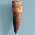Dinosaurus - Fossiele tand - Spinosaurus aegyptiacus - 65 mm