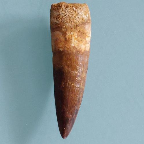 Dinosaurus - Fossiele tand - Spinosaurus aegyptiacus - 65 mm, Verzamelen, Mineralen en Fossielen
