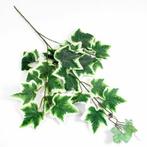 Hedera Bonte Klimop Tak Zijdenbloem groot ca. 60 cm, Nieuw