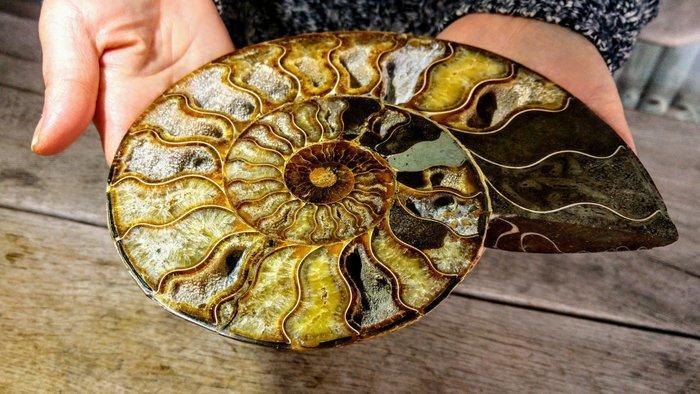 Ammoniet - Gefossiliseerd dier - Aioloceras (Cleoniceras), Antiek en Kunst, Curiosa en Brocante