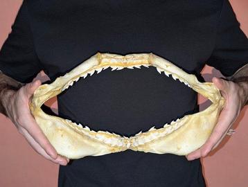 Requin-tigre Mâchoire - Galeocerdo Cuvier - 19 cm - 36 cm -