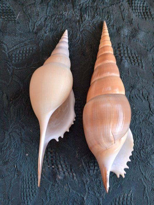 Zeeslak Zeeschelp - Tibia Martini & Tibia Insulaechorab, Antiek en Kunst, Curiosa en Brocante