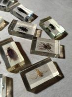 Themacollectie - Insecten- en spinnenverzameling in