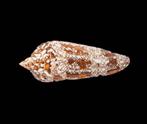 Zeeslak  GEM  Conus bengalensis  - Hoogte: 90 mm- 30 g -, Nieuw