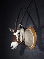 Gemsbok Taxidermie wandmontage - Oryx gazella - 40 cm - 56, Verzamelen, Dierenverzamelingen, Nieuw