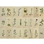 James Sowerby (1757 - 1822) - Set of 24 Antique Prints -