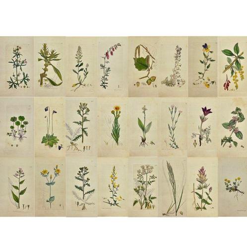 James Sowerby (1757 - 1822) - Set of 24 Antique Prints -, Antiek en Kunst, Antiek | Boeken en Manuscripten