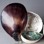 Atrina Vexillum - Abalone schelp - geel lip parelmoer -, Nieuw