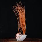 Een moderne Wunderkammer - Taxidermie volledige montage -, Verzamelen, Nieuw