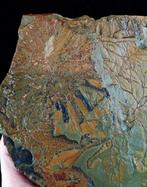 Spectaculaire graptolieten met buitengewoon behoud!!! -