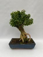 Bougainvillea bonsai (Bougainvillea glabra) - Hoogte (boom):