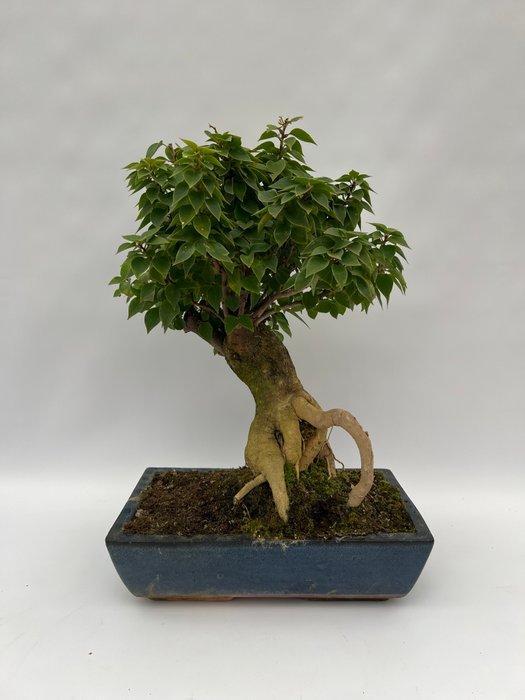 Bougainvillea bonsai (Bougainvillea glabra) - Hoogte (boom):, Antiek en Kunst, Curiosa en Brocante