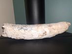 Wolharige mammoet - Gefossiliseerde slagtand - 39 cm - 8 cm, Verzamelen, Mineralen en Fossielen