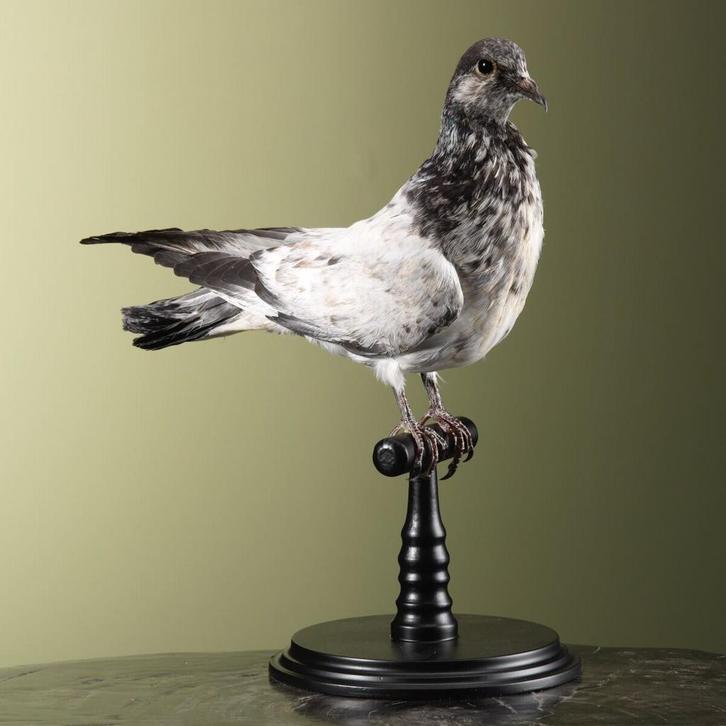 Duif Taxidermie Opgezette Dieren By Max, Verzamelen, Dierenverzamelingen, Opgezet dier, Nieuw, Vogel, Ophalen of Verzenden
