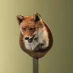 Vos Taxidermie Opgezette Dieren By Max, Verzamelen, Ophalen of Verzenden, Nieuw, Wild dier, Opgezet dier