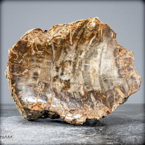 Natuurlijke handgepolijste plak Versteend hout- 1713.77 g, Verzamelen, Mineralen en Fossielen