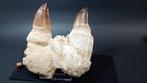 Mosasaurus - Gefossiliseerde kaak - Thalassotitan atrox