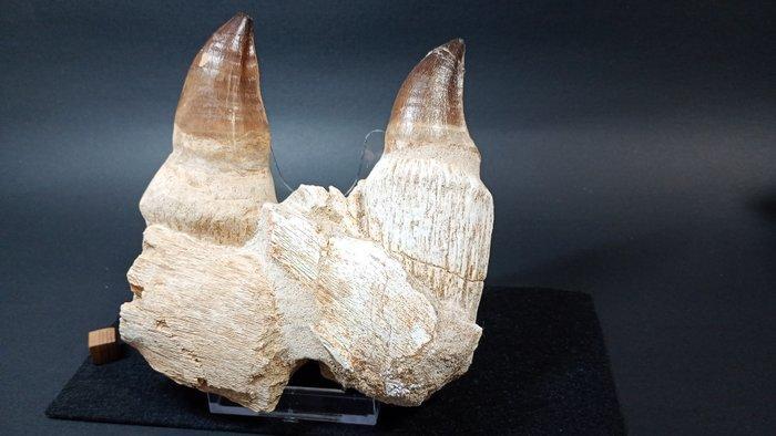 Mosasaurus - Gefossiliseerde kaak - Thalassotitan atrox, Verzamelen, Mineralen en Fossielen