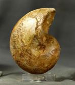 Nautiloïd met een schelp. - Gefossiliseerd dier - Cenoceras, Verzamelen