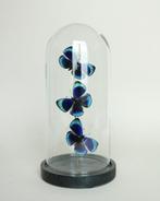 Vlinder Taxidermie volledige montage - Asterope leprieuri -, Verzamelen, Nieuw