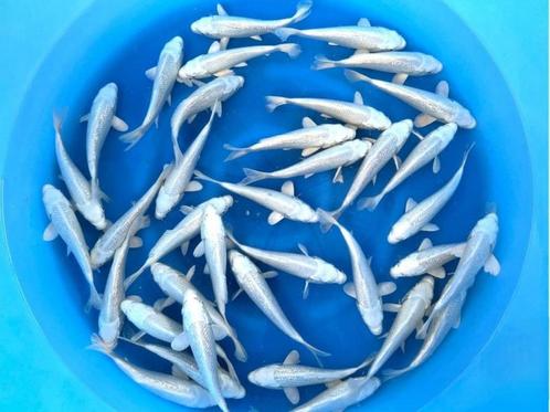 Sakazume 14-16cm  platinum ogon mix (Japanse Koi), Tuin en Terras, Vijvers, Nieuw, Ophalen of Verzenden