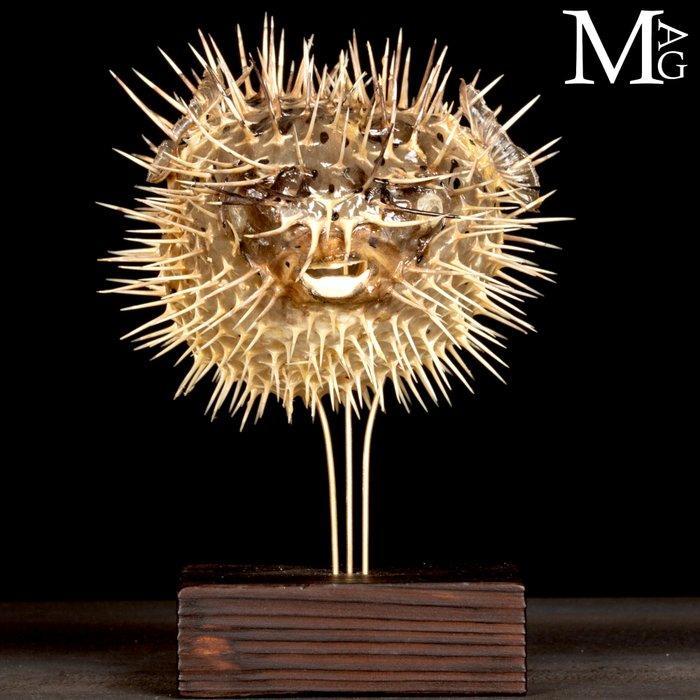Pufferfish op houten en messing basis Taxidermie volledige, Verzamelen, Dierenverzamelingen
