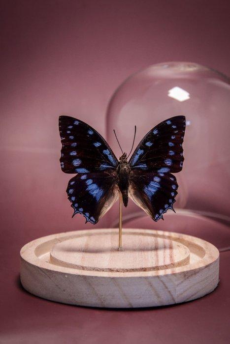 Vlinder Taxidermie volledige montage - Charaxes ameliae - 13, Verzamelen, Dierenverzamelingen