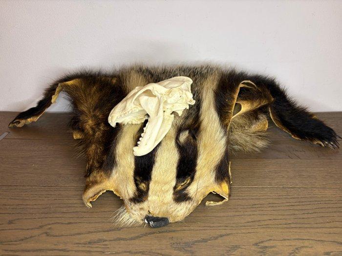Das Taxidermie volledige montage - meles meles - 5 cm - 40, Antiek en Kunst, Curiosa en Brocante