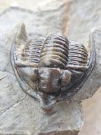 Trilobiet - Gefossiliseerd dier - - Diademaproetus