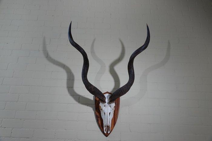 Greater Kudu Schedel - Tragelaphus strepsiceros - 50 cm -, Verzamelen, Dierenverzamelingen