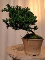 Jeneverbes bonsai (Juniperus) - Hoogte (boom): 16 cm -