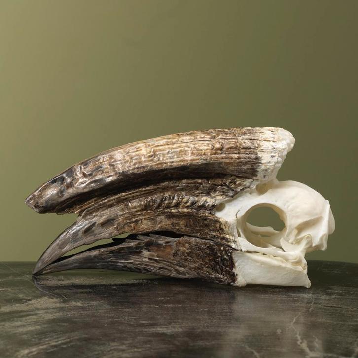 Trompetneushoornvogel M Schedel, Verzamelen, Dierenverzamelingen, Opgezet dier, Nieuw, Vogel, Ophalen of Verzenden