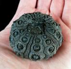 Indrukwekkende zee-egel! - Uitzonderlijke grootte voor deze, Verzamelen