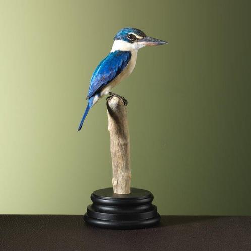 IJsvogel Taxidermie volledige montage - Todiramphus chloris, Verzamelen, Dierenverzamelingen