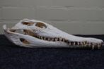 Large Nile Crocodile Schedel - Crocodylus niloticus (with, Verzamelen, Dierenverzamelingen, Nieuw