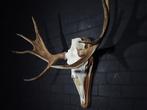 Northern Elk/Moose Schedel - Alces alces - 49 cm - 95 cm -, Verzamelen, Dierenverzamelingen, Nieuw