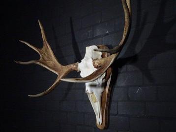 Northern Elk/Moose Schedel - Alces alces - 49 cm - 95 cm -