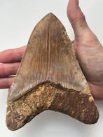 Goliath Megalodon-tand - 15,8 cm (6,22 inch) - Fossiele tand