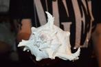 M-874 CHICOREUS RAMOSUS Natuurlijk schelp - Hoogte: 120 mm -
