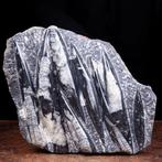 Marokkaanse fossiele specimens - perfecte omstandigheden -