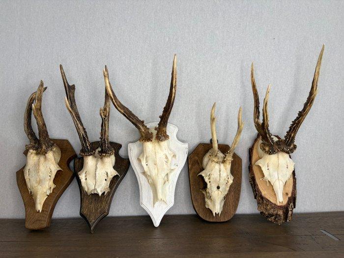 Reebok Schedel van een zoogdier - Capreolus capreolus - 20, Antiquités & Art, Curiosités & Brocante