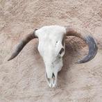 Longhorn Rundersk skull Schedel - Bos taurus - 50 cm - 65 cm, Nieuw