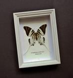 Vlinder Taxidermie volledige montage - Graphium androclas -, Verzamelen, Dierenverzamelingen, Nieuw