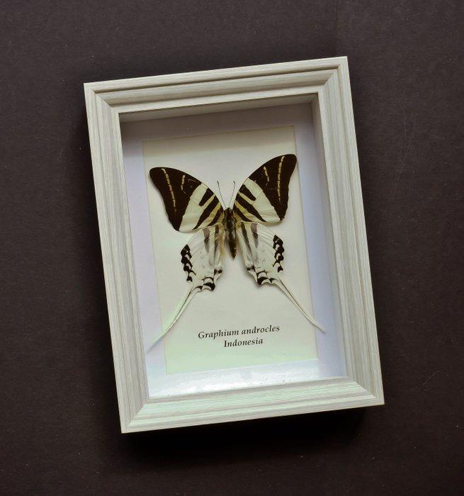 Vlinder Taxidermie volledige montage - Graphium androclas -, Verzamelen, Dierenverzamelingen